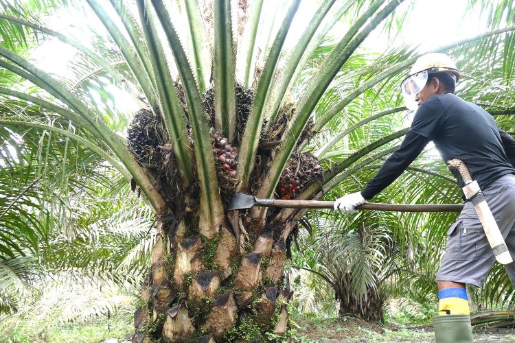 Harga Sawit Riau Tembus Rp3.900, Petani Plasma Mulai Tersenyum Lebar