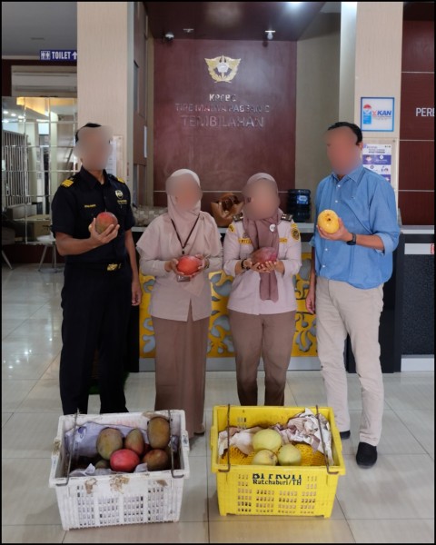 15.000 Mangga Ilegal Digagalkan Bea Cukai Tembilahan Masuk Ke Wilayah Indragiri Hilir
