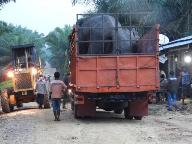 BBKSDA Riau Evakuasi Gajah Kaesang dan Dodo di Inhu