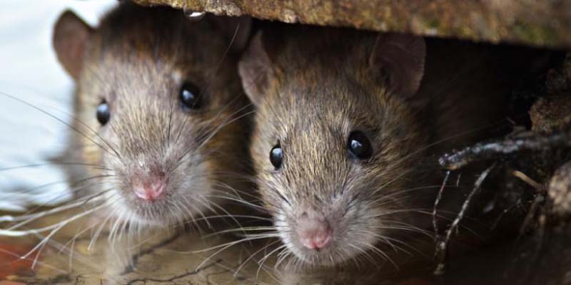 Tikus Gerogoti Uang di ATM, Hampir Rp 250 Juta Terkoyak