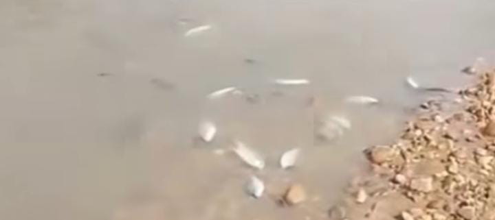 Limbahnya Diduga Racuni Biota Sungai Singingi, Bupati Kuansing Perintahkan PKS PT SIM Ditutup