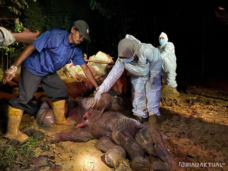 Gajah Betina dan Janinnya Ditemukan Mati di Konsensi PT RAL
