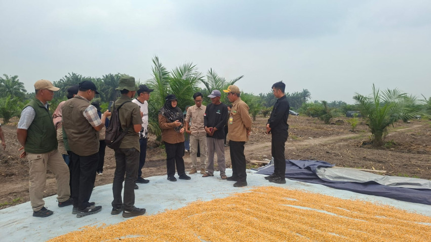 Senang Lihat Potensi Jagung di Sela Sawit, Afni Janjikan Combine Harvest Corn untuk Petani Dayun