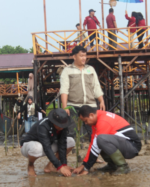 Hari Mangrove Sedunia, Mahasiswa Kerjasama dengan  KTH Sepahat Hijau dan Karang Taruna Tanam Mangrov