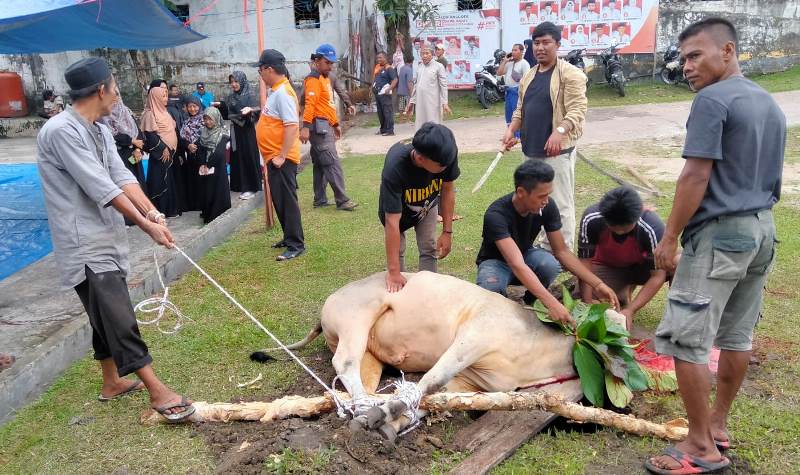 DPD PKS Kabupaten Bengkalis Qurban 5 Ekor Sapi dan 4 Ekor Kambing