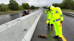 Harimau Akar Tewas di Tol Dumai - Pekanbaru