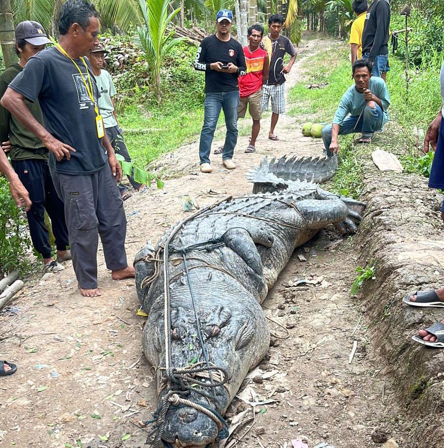 Buaya Raksasa Sepanjang 7 Meter dan Berat Hampir 1 Ton Diamankan Warga di Sungai Undan Inhil