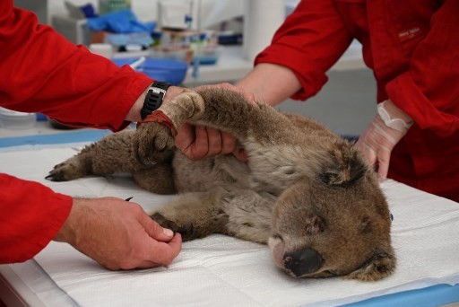 Kelaparan Usai Habitat Dirambah, Lusinan Koala Disuntik Mati