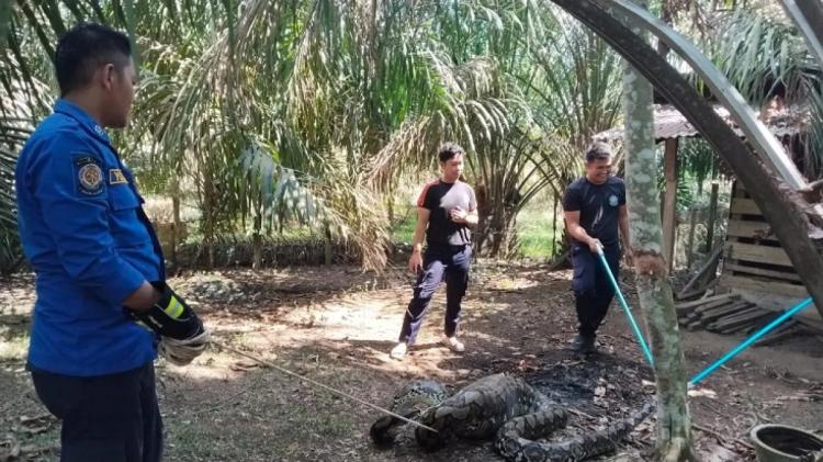 Warga Panik, Ular Sanca Raksasa Masuk Kandang dan Santap Induk Kambing