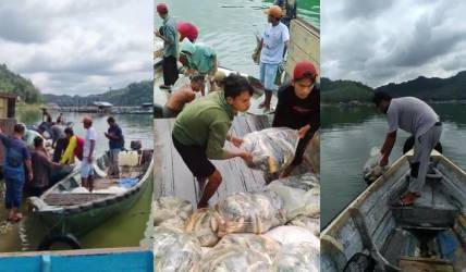 Agar Virus Tak Menyebar, Ikan Mati di Waduk PLTA Koto Panjang Harus Dikubur