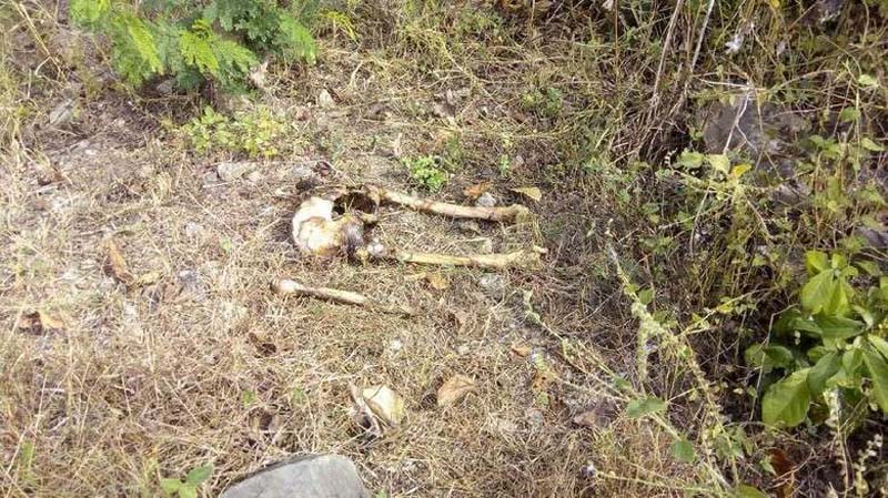 Tulang Manusia Berserakan Ditemukan Di Hutan Banyuwangi