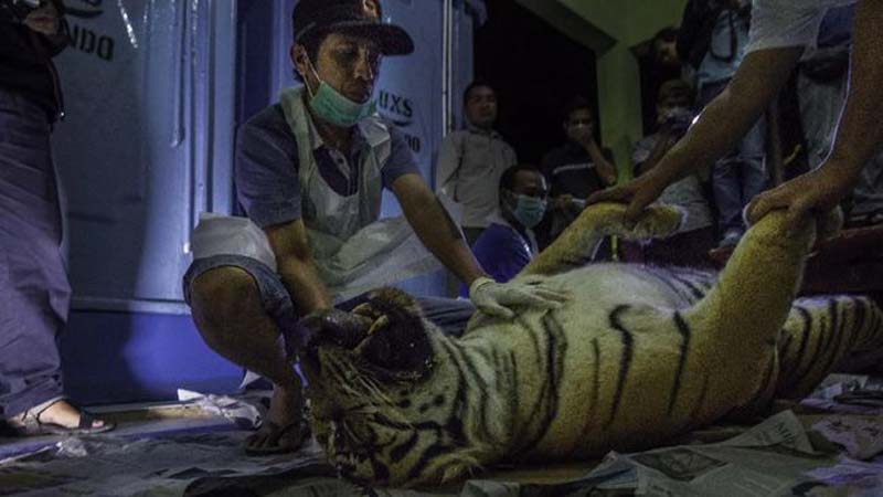 Harimau Sumatera Hamil Tewas Terkena Jerat Kawat di Riau