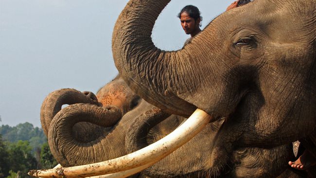 11 Gajah Masuk ke Perkebunan Warga di Riau