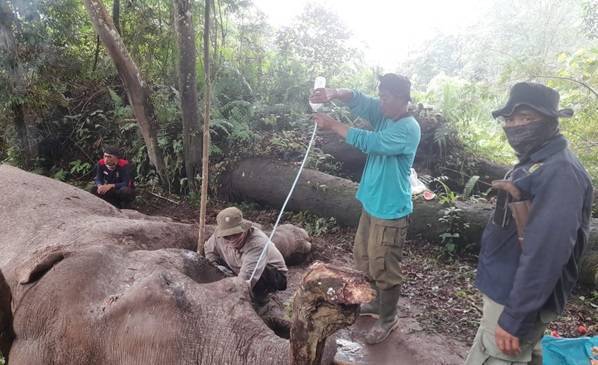 Polda Riau Dalami Unsur Kesengajaan Terkait Kematian Gajah Rahman