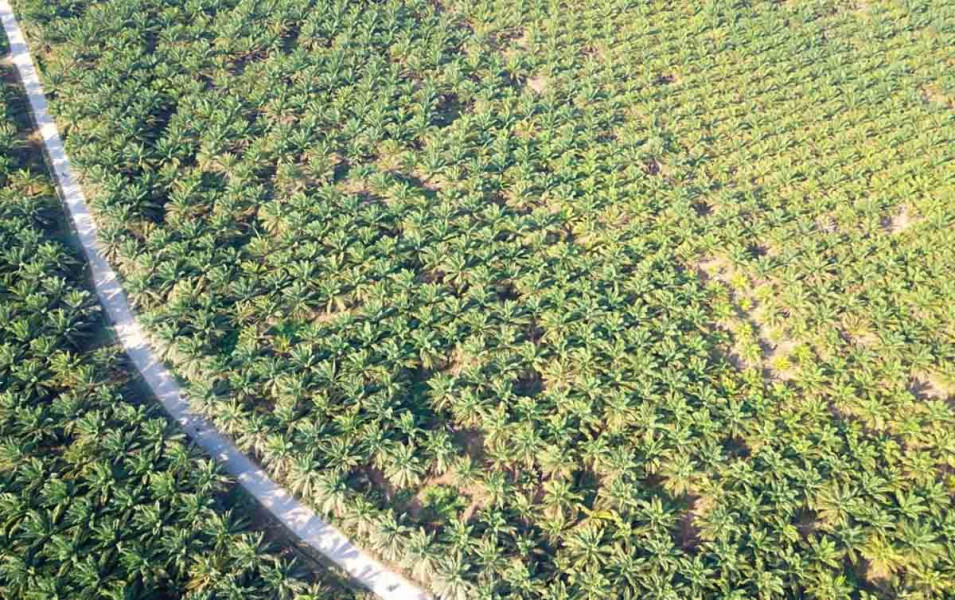 Tak Miliki HGU, 128 Perusahaan Kuasai 746 Ribu Hektare Perkebunan Sawit di Riau, Kok Bisa