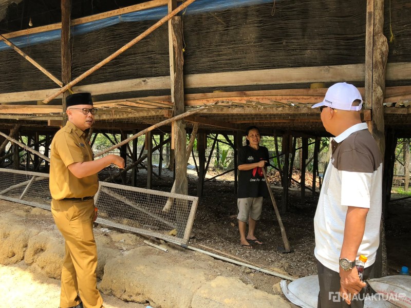 Serbuan Lalat di Kulim Ditindaklanjuti, Pemilik Peternakan Akui Populasi Meningkat Saat Panen