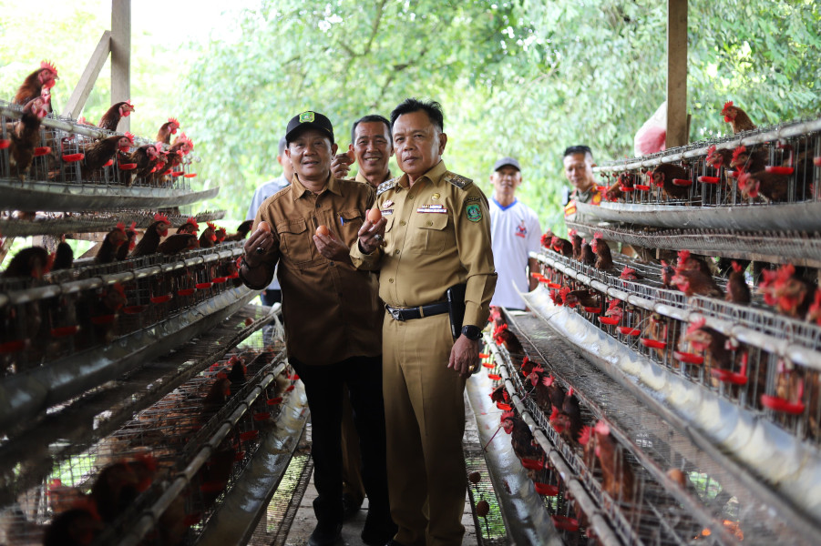 Plt Bupati Asmar Kunjungi Kelompok Peternak Ayam Petelur di Batang Malas