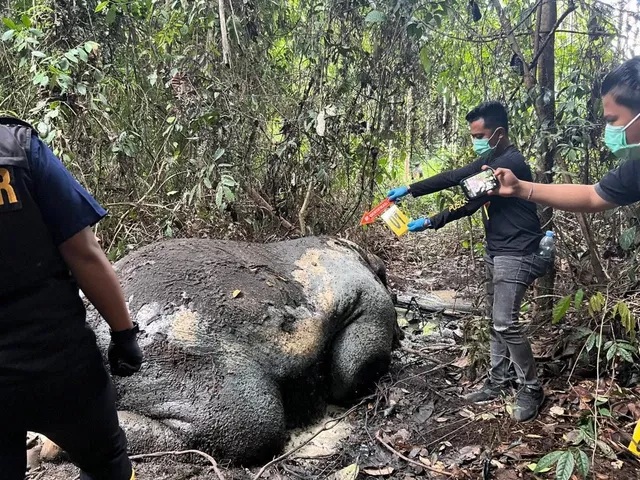 Otak Pelaku Pembunuh Gajah di Pelalawan Ternyata Buronan Kelas Kakap