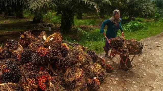 CPO Melonjak, Kantong Petani Swadaya Riau Lebih Tebal