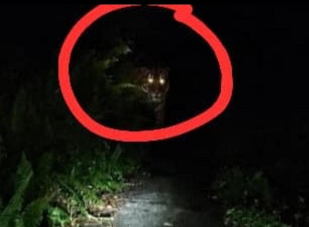 Teror Kemunculan Harimau, Kondisi Desa Danai Inhil Mendadak Mencekam