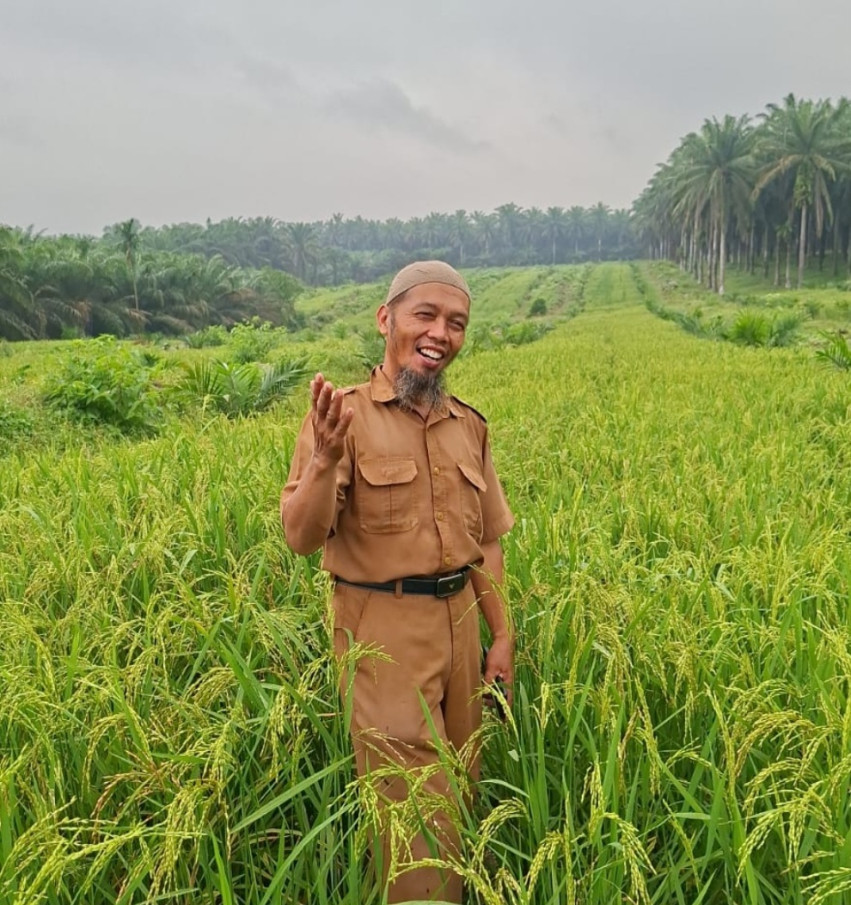 Dari Kebun Sawit Menuju Bulir Harapan, Keberanian Guru di Siak Menaklukkan Padi Gogo