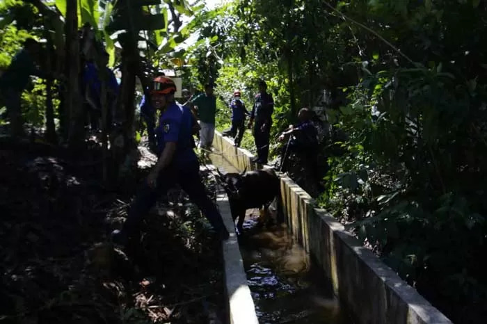 Sapi Kurban Kabur, Tim Damkar Turun Tangani Evakuasi Sapi