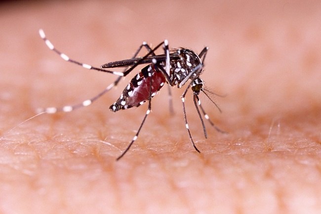 5 Cara Mengusir Nyamuk Aedes aegypti