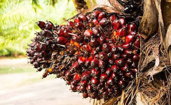 Harga TBS Sawit Riau Terus Naik, Hampir Sentuh Rp4.000 per Kg