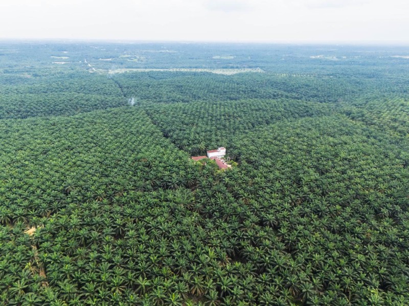 Negara Panen Cuan! Denda Kelapa Sawit Dalam Kawasan Hutan Rp 25 Juta Per Hektare