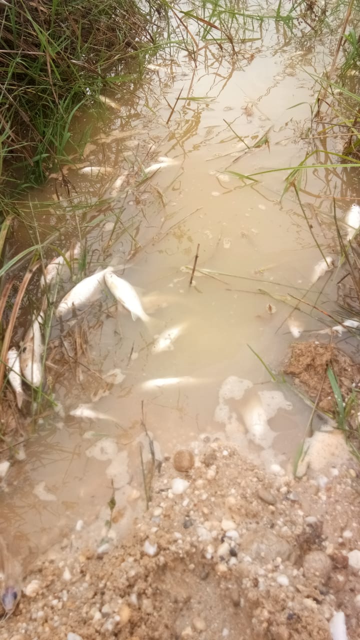 Akibat Tumpahan Limbah Pabrik Minyak Kelapa Sawit PT. Asia Makmur Jaya II Mengakibatkan Pencemaran L