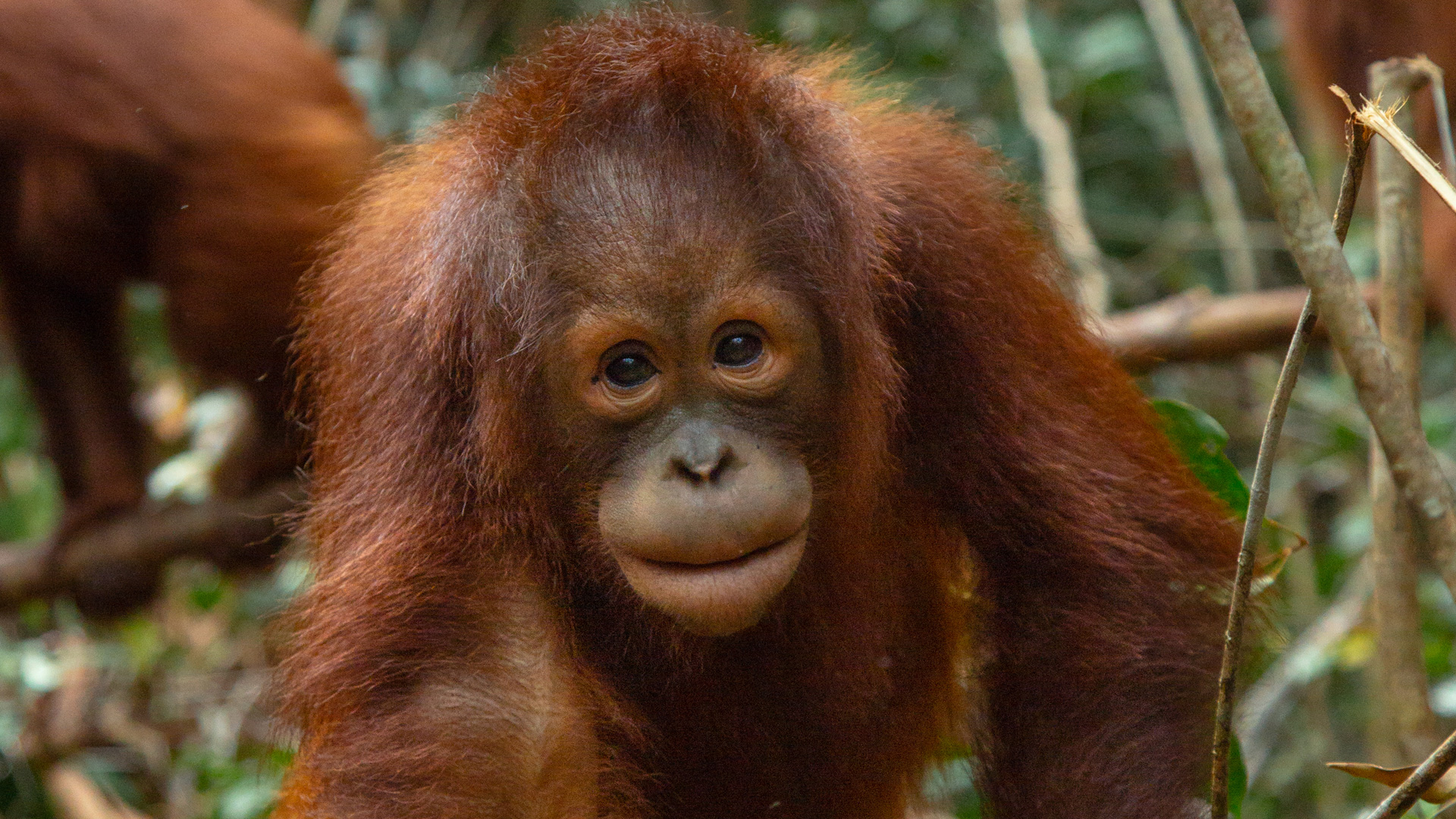 Orangutan Ditemukan Tinggal Tulang di Karo Sumut