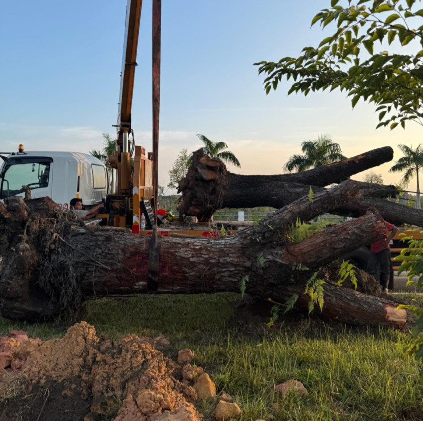 Nekat Tebang Pohon di Pekanbaru Terancam Pidana