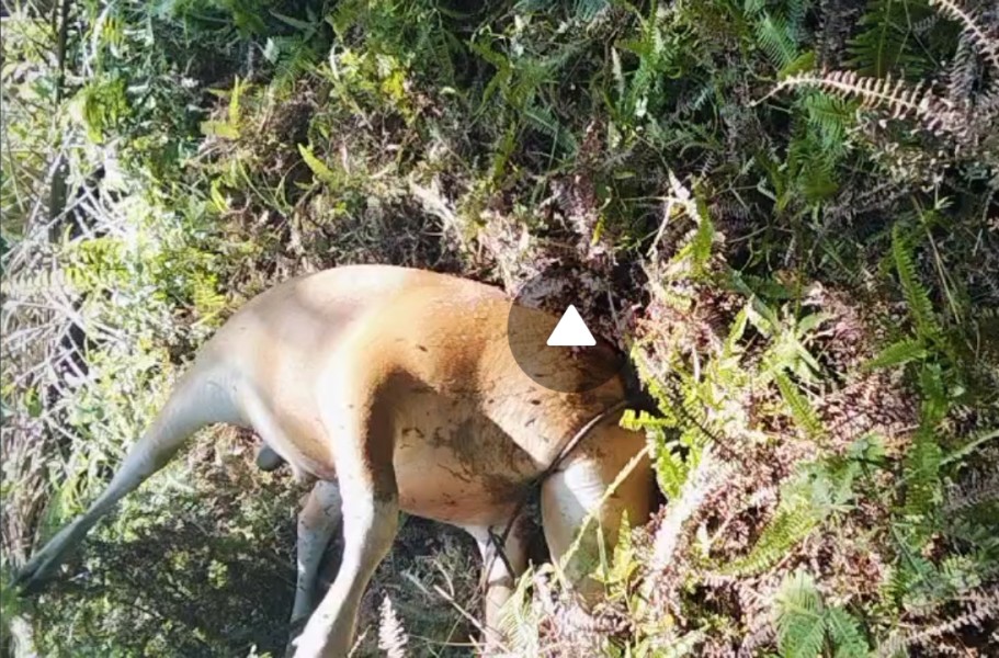 Dua Ekor Sapi Warga Mengkapan Mati, Diduga Diterkam Harimau