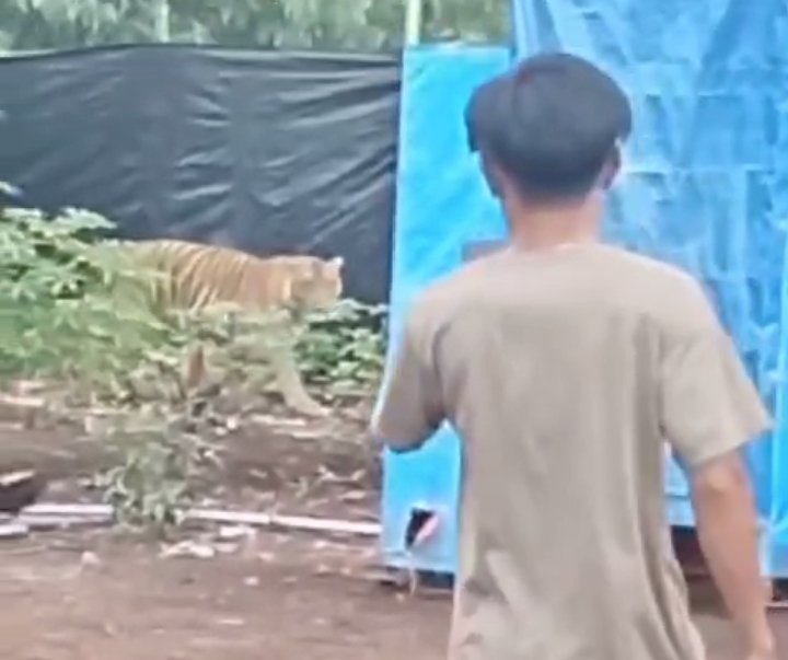 Penampakan Harimau Sumatera di Pelalawan, BBKSDA Riau Imbau Warga Tetap Waspada