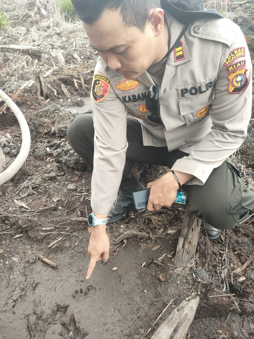 Jejak Harimau Sumatera Bikin Ketar Ketir Pemadam Kebakaran Lahan