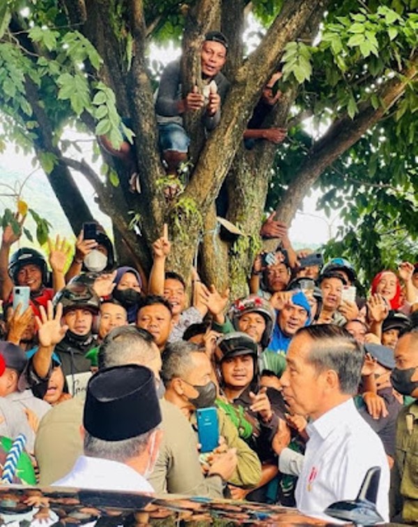 Begini Hebohnya Warga Ternate Sambut Jokowi, Ada yang Panjat Pohon!