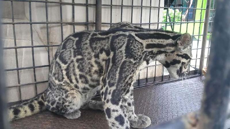 Macan Dahan Terjebak di Kolong Rumah Warga di Riau