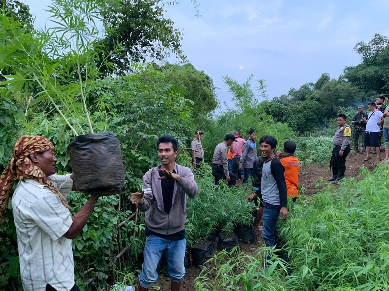 Warga Kaget Ada Ribuan Pohon Ganja di Lahan Perhutani Purwakarta