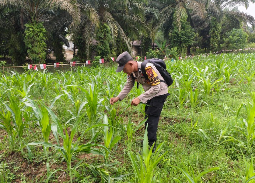Polsek Tandun Monitoring Jagung Desa Dayo, Petani Hadapi Kendala Air dan Hama Ulat