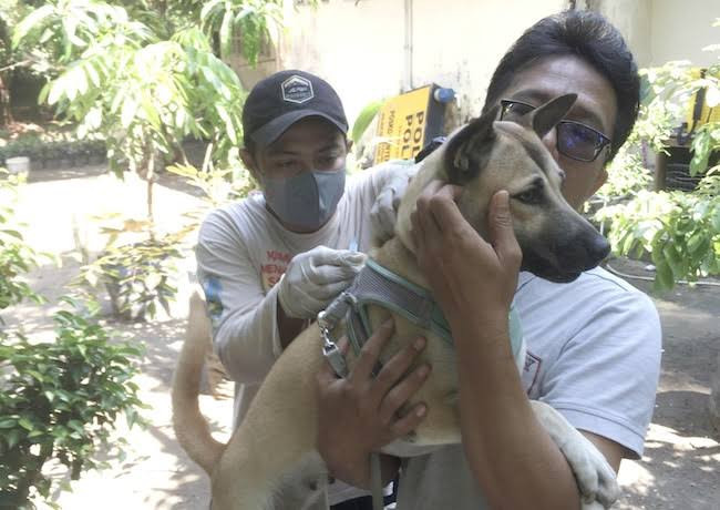 Sampai Agustus 10 Kasus Rabies Terjadi di Riau, Tak Ada Korban Jiwa