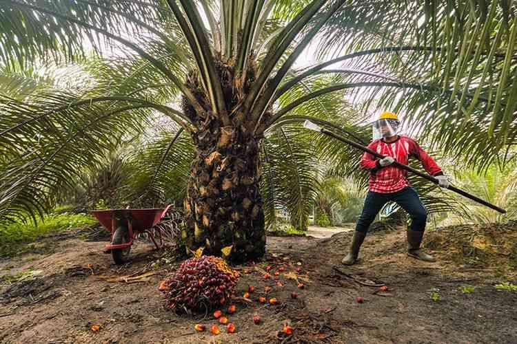 Harga Sawit Kembali Menguat, Petani Plasma Riau Nikmati Kenaikan