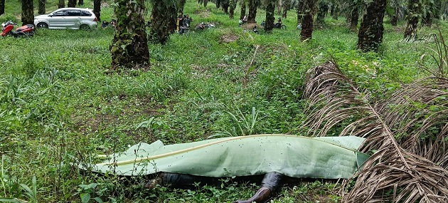 Penemuan Jenazah di Kebun Sawit Bandar Petalangan Pelalawan, Ini Keterangan Kepolisian