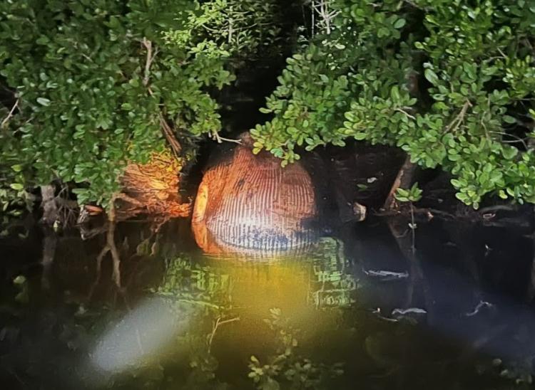 Paus 4 Ton Nyasar ke Hutan Mangrove Inhil, Ujung Tubuhnya Jadi Bangkai