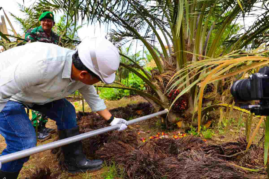 Usia 30 Bulan, Produktivitas Sawit Muda PTPN IV Regional III di Atas Standar Nasional