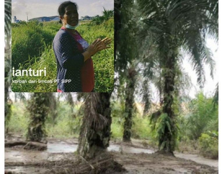 Kebun Sawit Terendam Limbah, Warga Tuntut Ganti Rugi ke PT SIPP