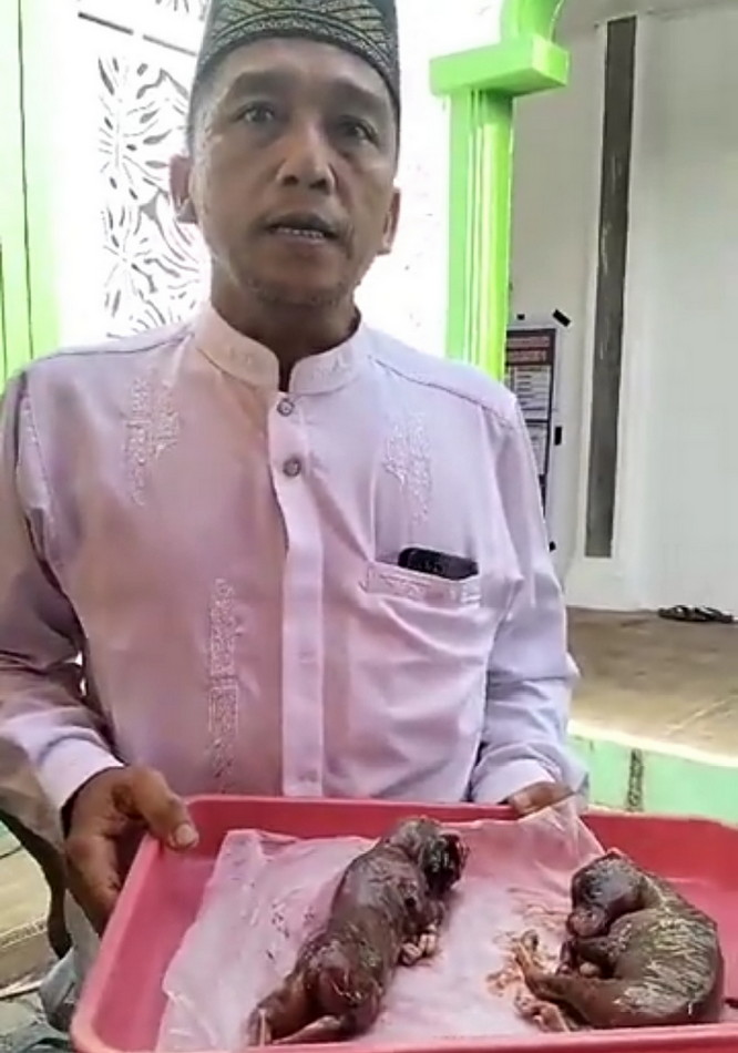 Ajaib, Sapi Jantan Kurban Masjid Attaubah Pekanbaru Bunting Sapi Kembar